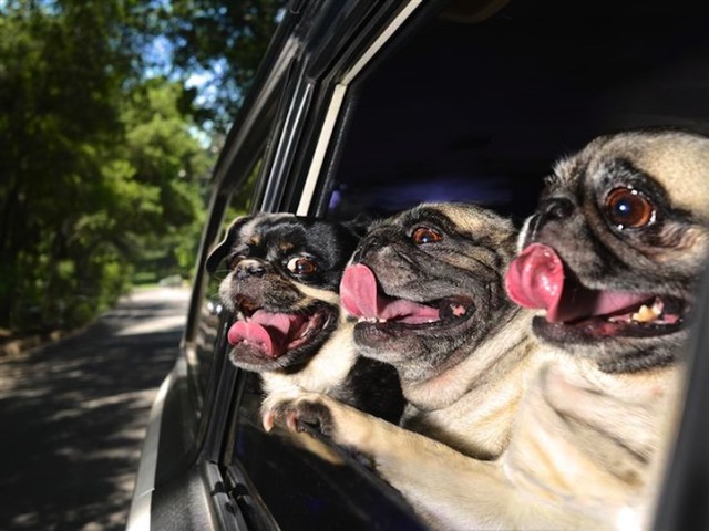 Photographer Captures the Excitement of Dogs Looking Out of Car Windows