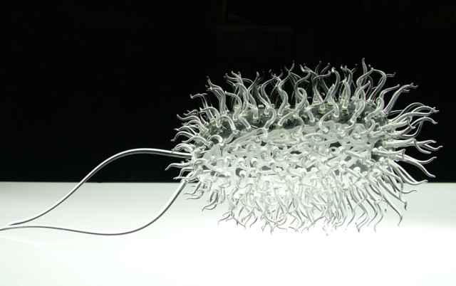 Ecoli2-640x402