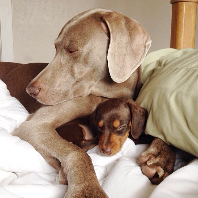 Harlow-and-Indi-Bed-640x640