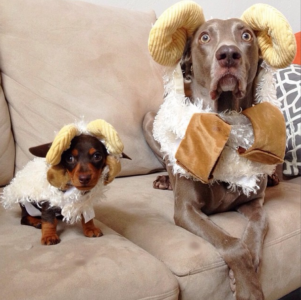 Harlow-and-Indi-Halloween