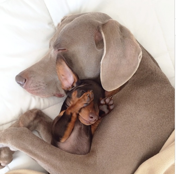 Harlow-and-Indi-Hug