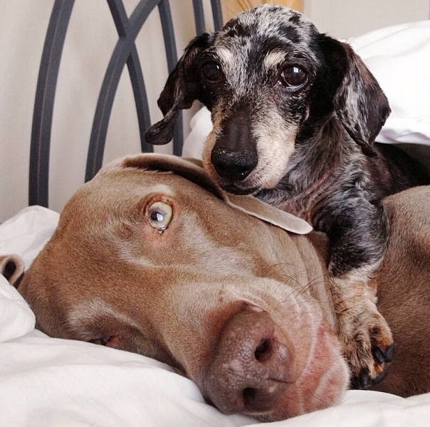 Harlow-and-Sage-Snuggle