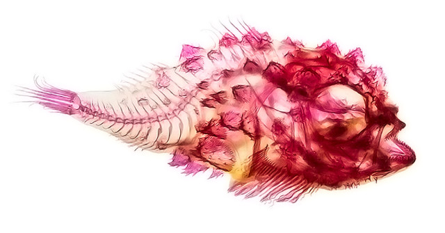 adam-summers-dyes-fish-specimens-to-reveal-their-anatomy-designboom-04-640x335