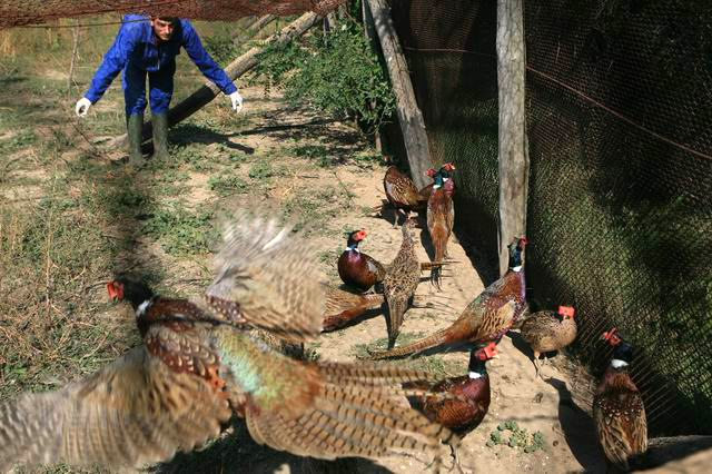 ghimpati - crescatoria fazani - foto lucian muntean  03