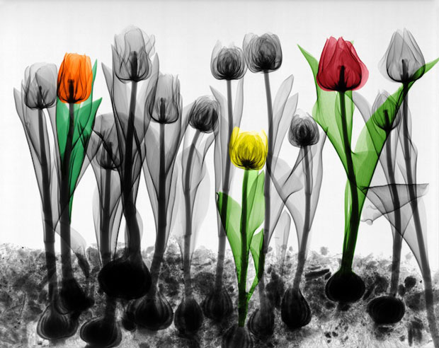 Arie_vant_Riet_2