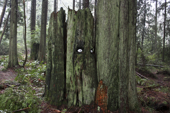 Artists Turn Giant Trees In The Forest Into Humorous Watchful Faces