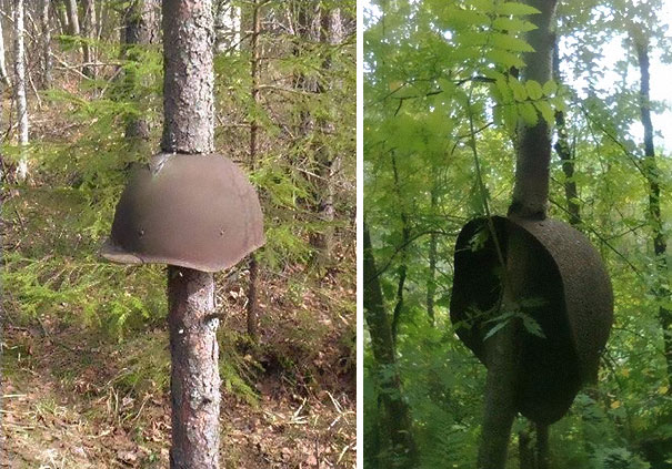 World War II Equipment Swallowed By Trees In Russia