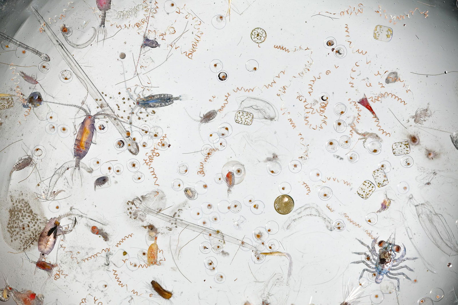 This Is How A Single Drop Of Seawater Looks Magnified 25 Times