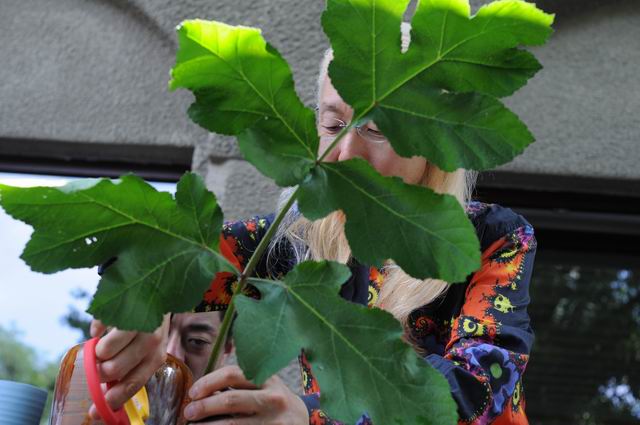 Resize of Shogo Kariyazaki Kariyzaki - ikebana - foto lucian muntean _09