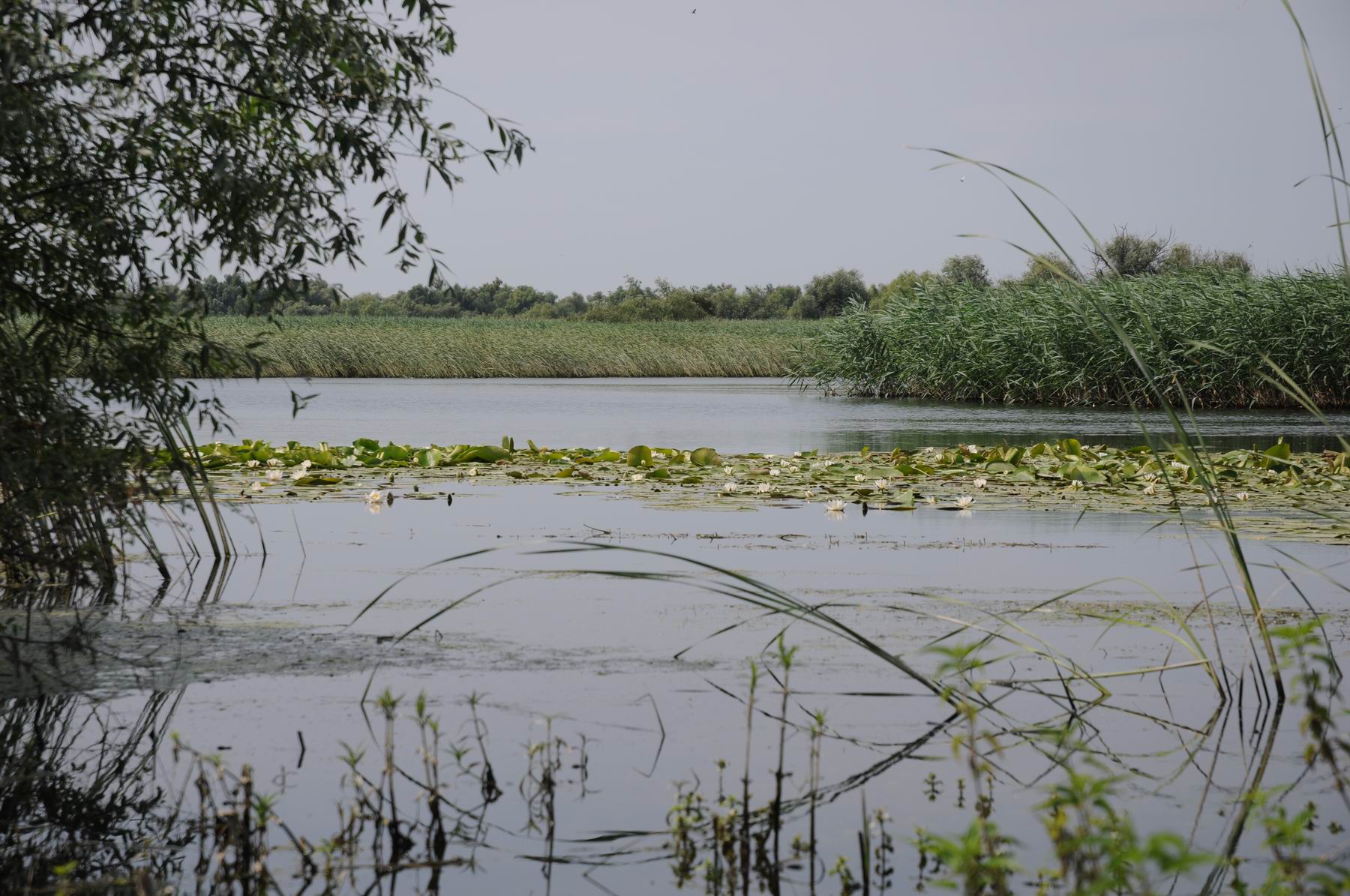 pelicam delta dunarii foto lucian muntean 029