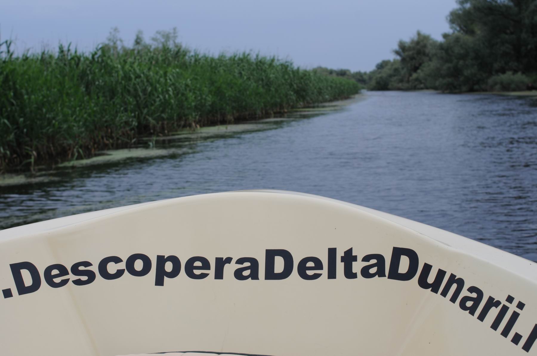 pelicam delta dunarii foto lucian muntean 034