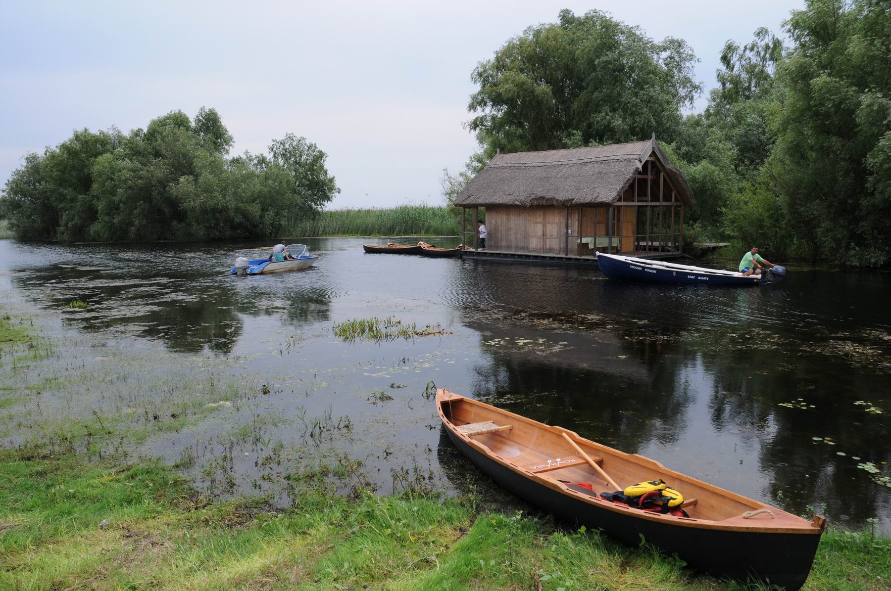 pelicam delta dunarii foto lucian muntean 037
