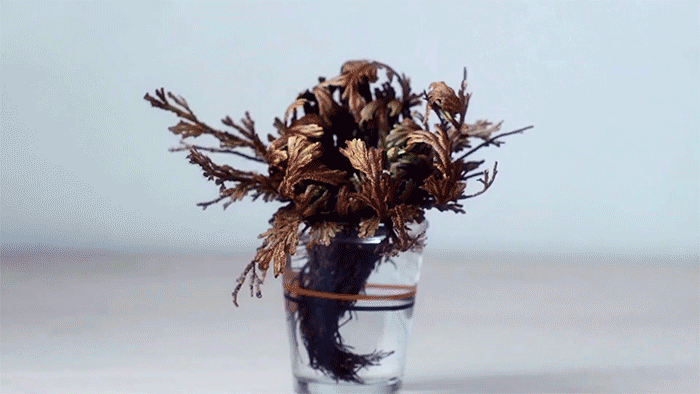 Stunning Timelapse Captures A Seemingly Dead Plant Come Back To Life