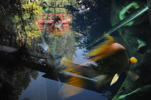 gradina botanica jibou foto lucian muntean _0007