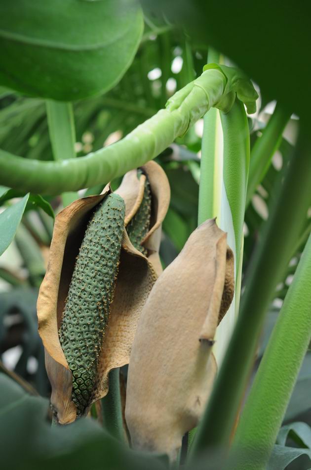 gradina botanica vasile fati - jibou - foto lucian muntean 45