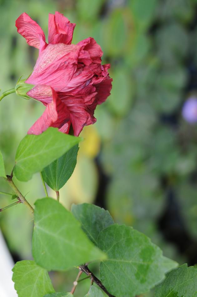 gradina botanica vasile fati - jibou - foto lucian muntean 46