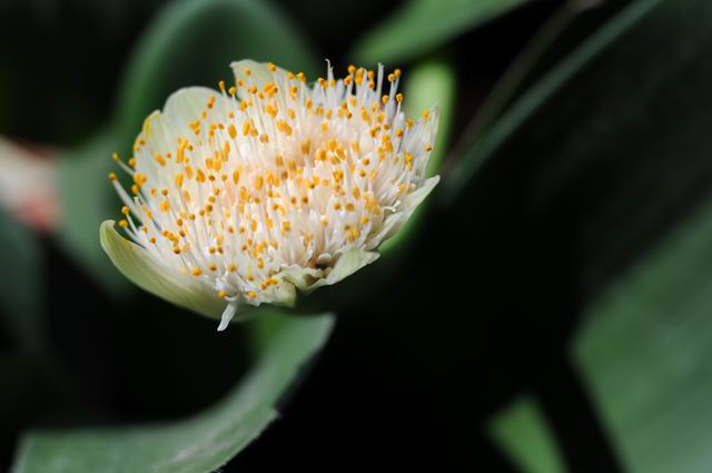 gradina botanica vasile fati - jibou - foto lucian muntean 49