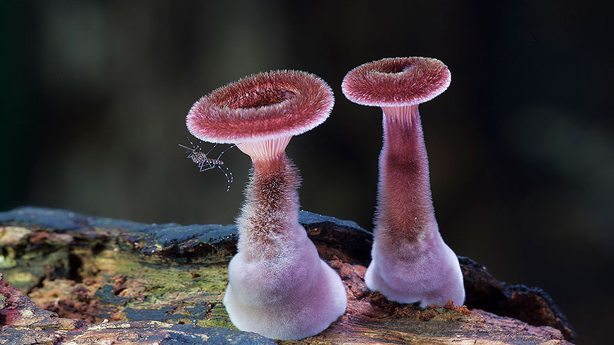 The Mystical World Of Mushrooms Captured In Photos