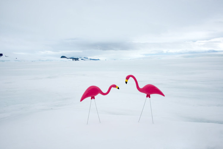 Gray-Malin-Two-Flamingos-750x500