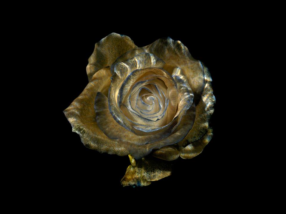 The mind blowing underwater photography of Alexander James