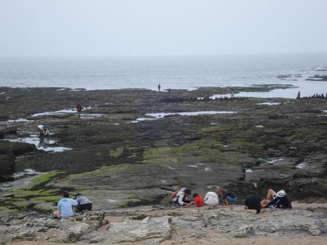 Resize of 11 Cautatori de scoici oceanice la reflux