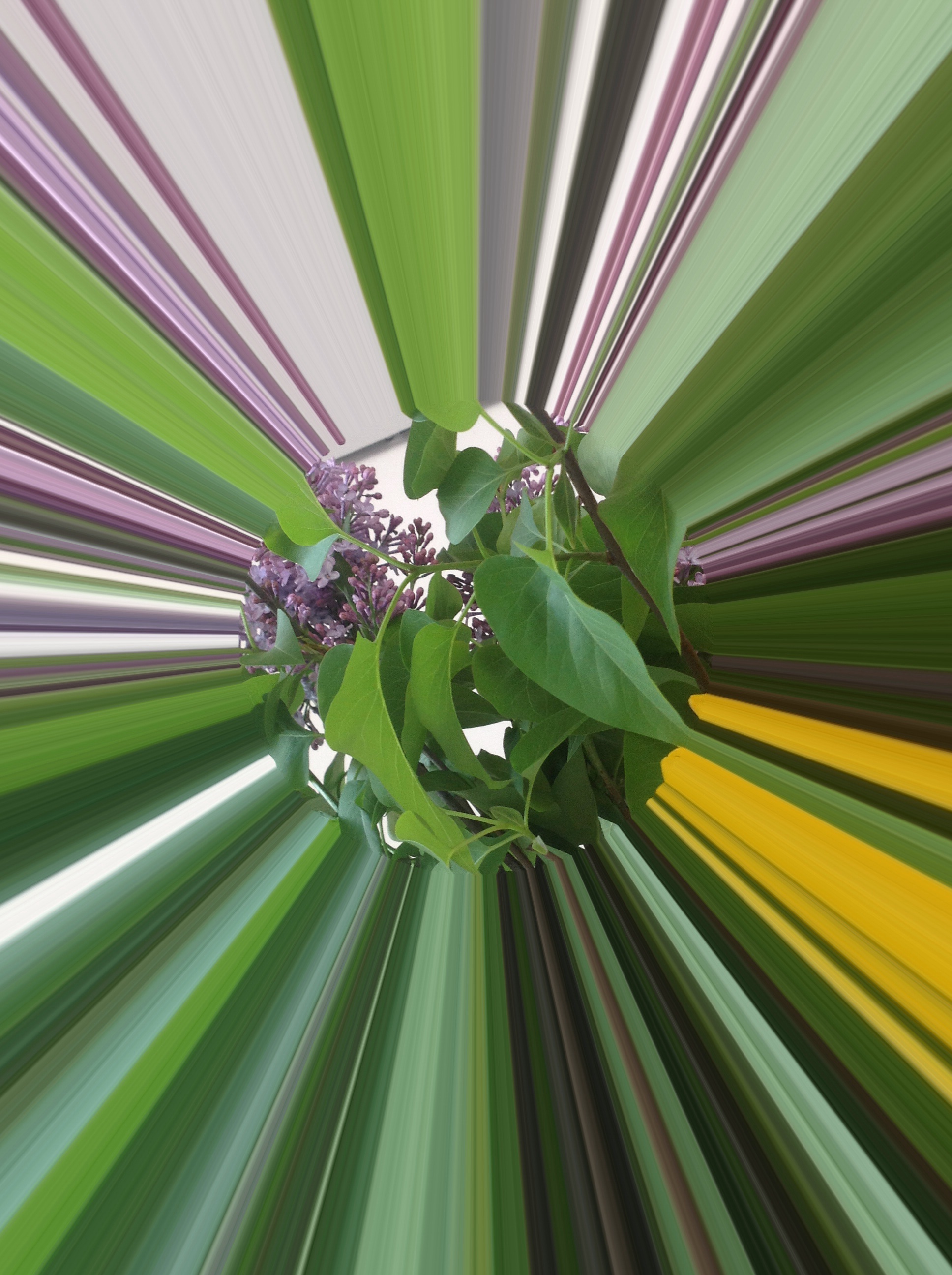 Și liliacul a înflorit