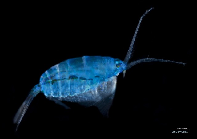 Lumea secretă a planctonului @ PELICAM, Tulcea