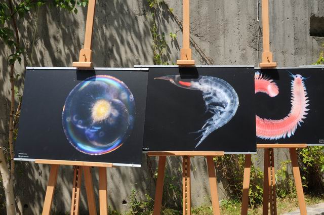 PELICAM 2015 - Tulcea foto lucian muntean 39