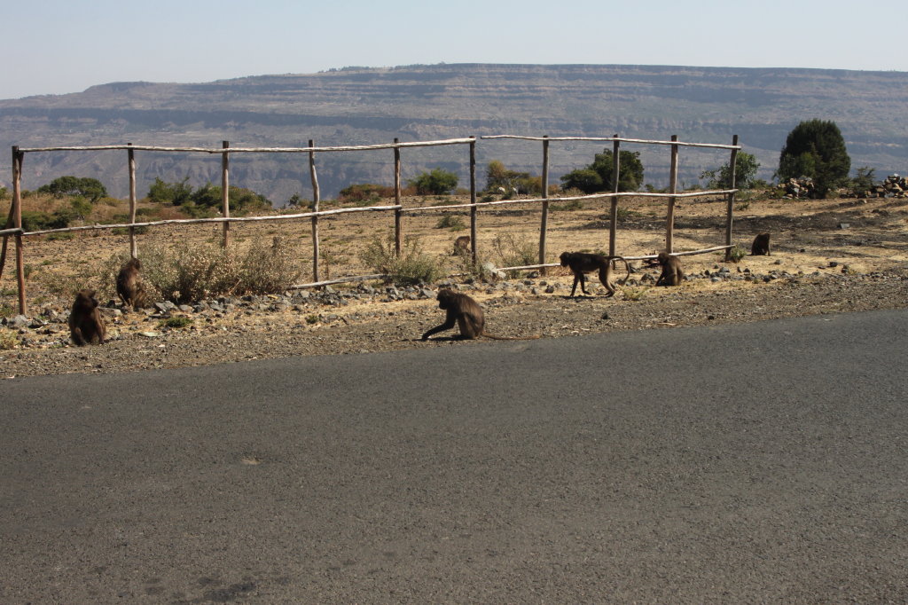 aurel tar - etiopia _18