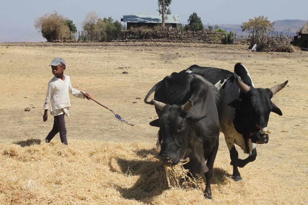 etiopia -africa - foto aurel rat 22
