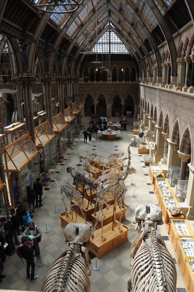 oxford university museum of natural history - photo lucian muntean _0002
