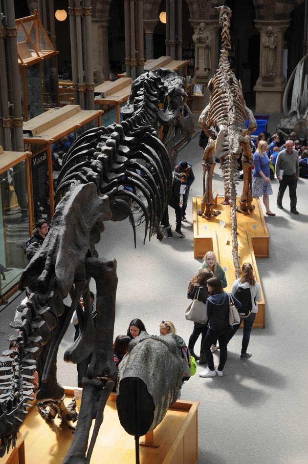 oxford university museum of natural history - photo lucian muntean _0003