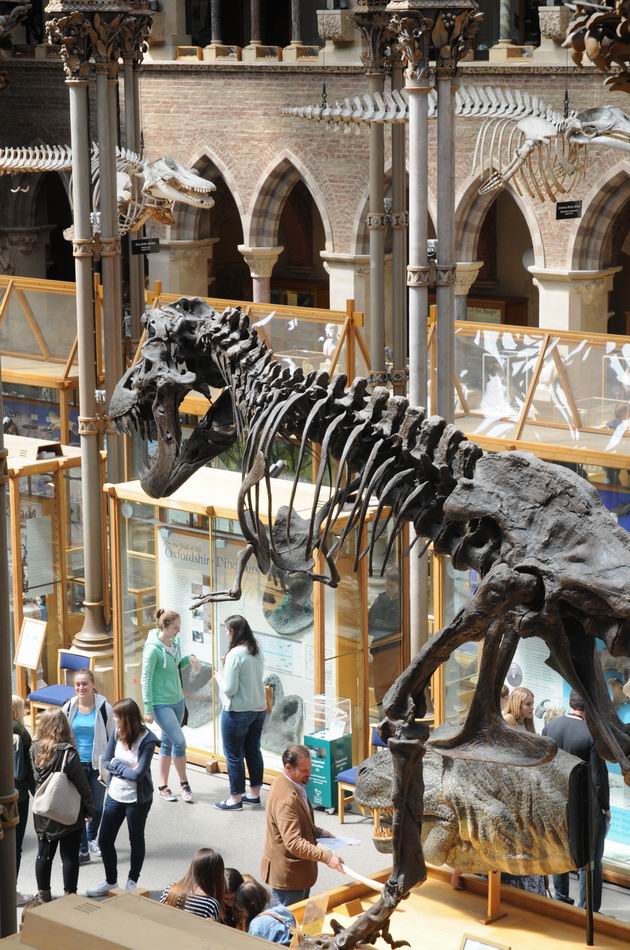 oxford university museum of natural history - photo lucian muntean _0004