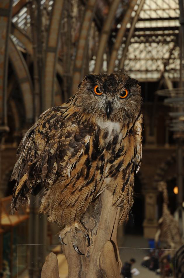 oxford university museum of natural history - photo lucian muntean _0007