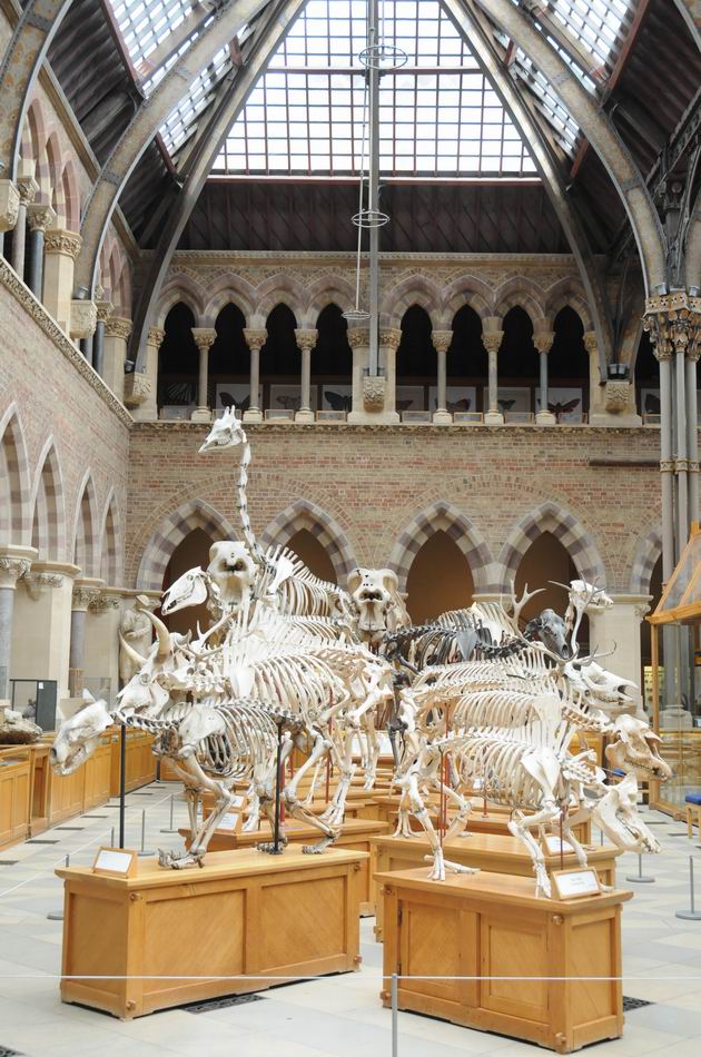oxford university museum of natural history - photo lucian muntean _0008