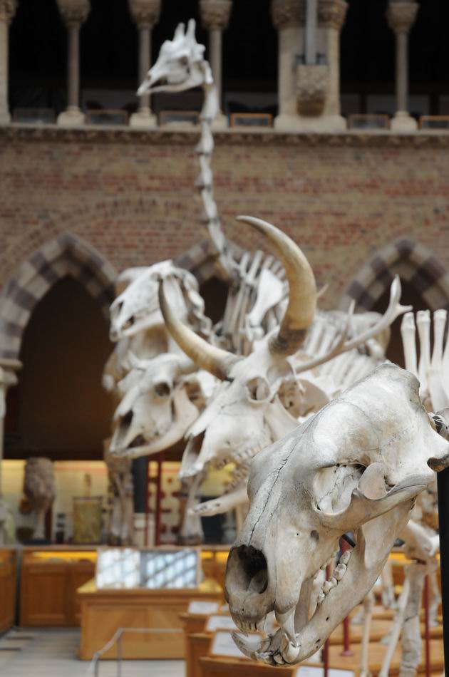 oxford university museum of natural history - photo lucian muntean _0009