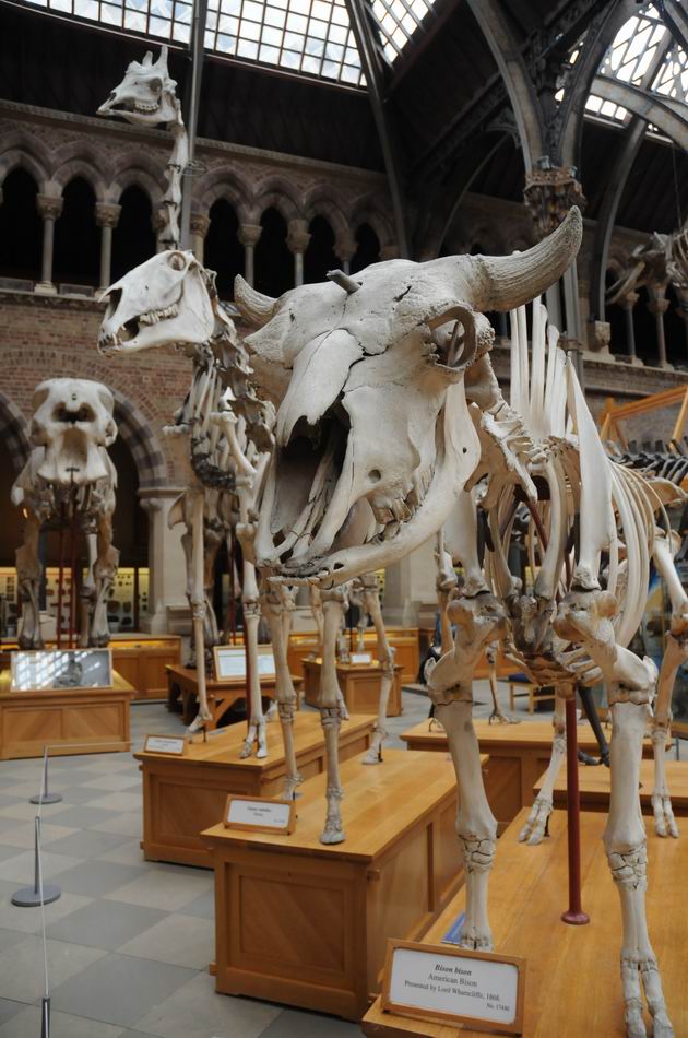 oxford university museum of natural history - photo lucian muntean _0010