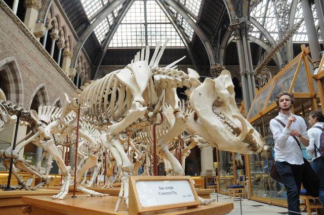oxford university museum of natural history - photo lucian muntean _0011