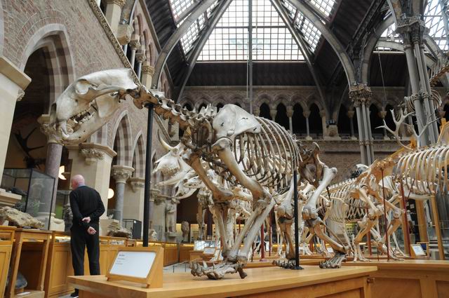 oxford university museum of natural history - photo lucian muntean _0012