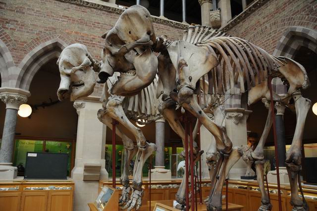 oxford university museum of natural history - photo lucian muntean _0014