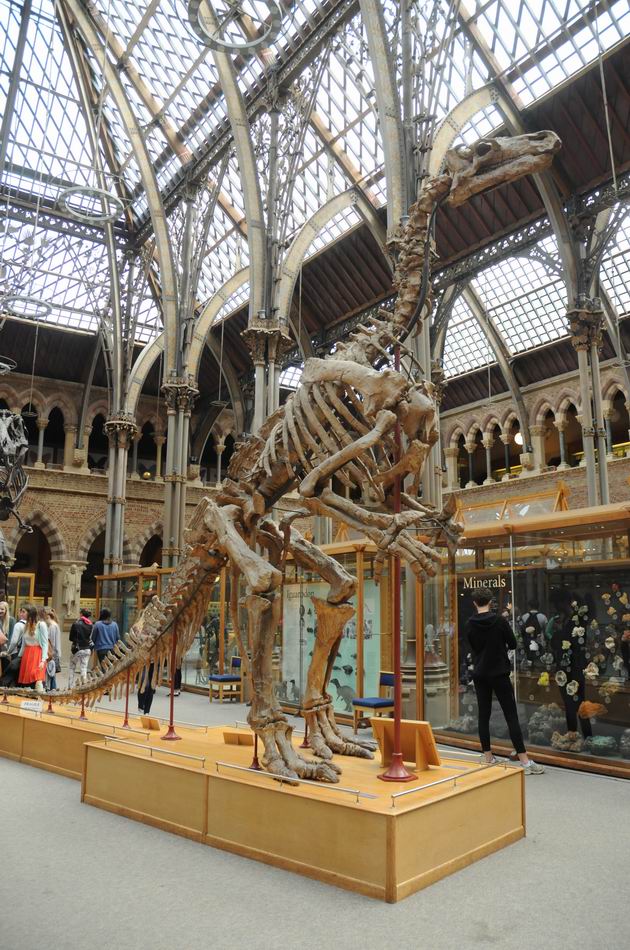 oxford university museum of natural history - photo lucian muntean _0016