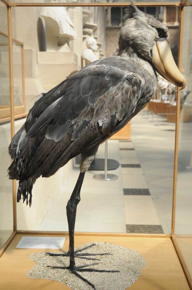 oxford university museum of natural history - photo lucian muntean _0018