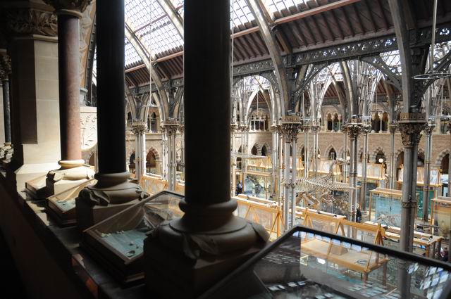 oxford university museum of natural history - photo lucian muntean _0019