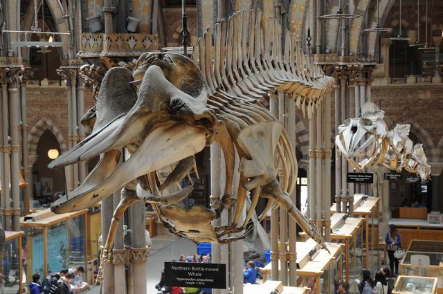 oxford university museum of natural history - photo lucian muntean _0021