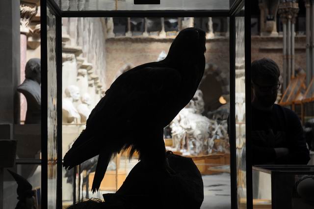 oxford university museum of natural history - photo lucian muntean _0024