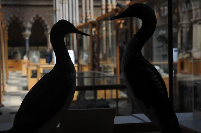 oxford university museum of natural history - photo lucian muntean _0026