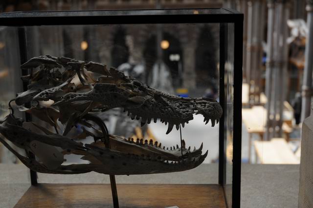 oxford university museum of natural history - photo lucian muntean _0027