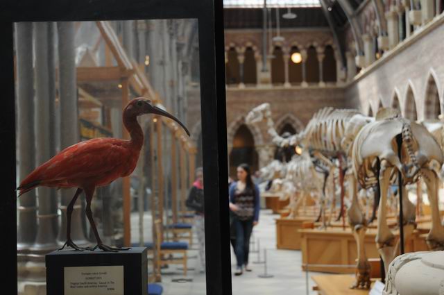 oxford university museum of natural history - photo lucian muntean _0028