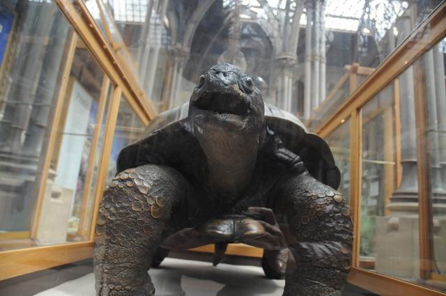 oxford university museum of natural history - photo lucian muntean _0029