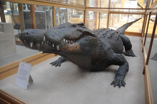 oxford university museum of natural history - photo lucian muntean _0030